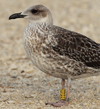 1cy fuscus in August, ringed in Finland. (81365 bytes)